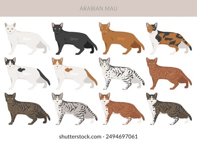 Arabian Mau cat clipart. All coat colors set.  All cat breeds characteristics infographic. Vector illustration