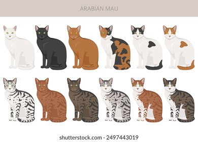 Arabian Mau cat clipart. All coat colors set.  All cat breeds characteristics infographic. Vector illustration