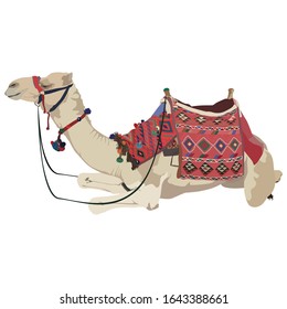 Arabian one-humped camel dromedary with bridle and saddle, vector illustration isolated on white background.