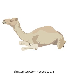 Arabian one-humped camel dromedary, vector illustration isolated on white background.