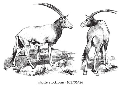 Arabian Oryx / vintage illustration from Brockhaus Konversations-Lexikon 1908