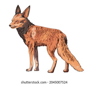  Arabian Red Fox Pictures, Wild Animal Collection, Beautiful, Art.illustration, Vector