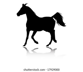 Arabian stallion
