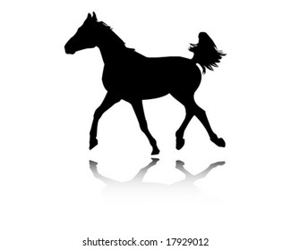 Arabian stallion