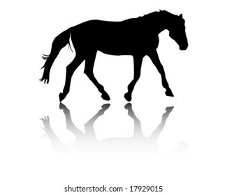 Arabian stallion