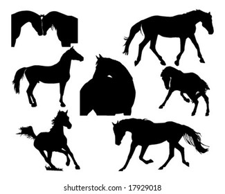 Arabian stallion