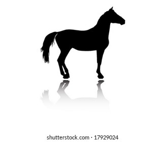 Arabian stallion