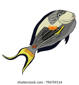 the Arabian surgeon Sohail fish  vector illustration