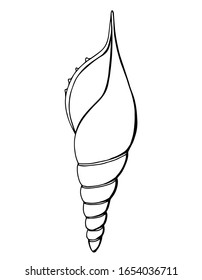 Arabian Tibia Shell, Rostellariidae. Habitats: Indo-Pacific. Line art. white background, isolation. Stock illustration.