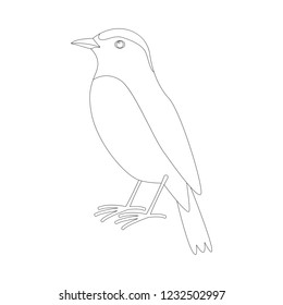 arabian wheatear bird ,vector illustration ,  lining draw