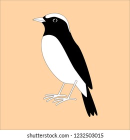 arabian wheatear bird ,vector illustration , profile view
