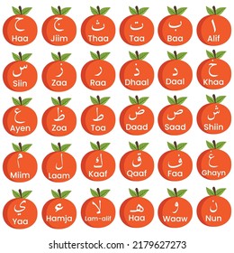 Arabic alphabet colored on oranges for kids.