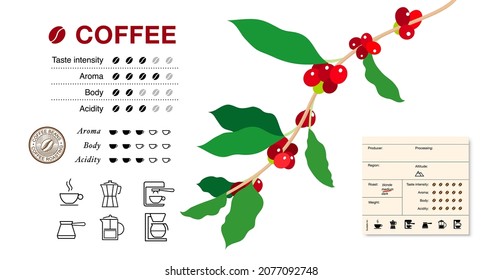 Arabica coffee branch with icon. Vector illustration on white background. Simple, laconic illustration. It will be perfect as an addition to your design. EPS10.	