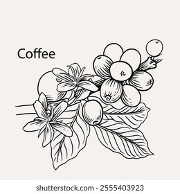 arabica coffee in ink drawing on paper for graphic design, packaging, label, poster, promotional art, art print, display, wallpaper on coffee shop, restaurant, office. coffee sketch with black ink