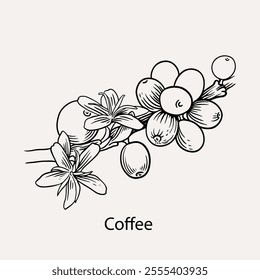 arabica coffee in ink drawing on paper for graphic design, packaging, label, poster, promotional art, art print, display, wallpaper on coffee shop, restaurant, office. coffee sketch with black ink