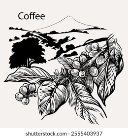 arabica coffee in ink drawing on paper for graphic design, packaging, label, poster, promotional art, art print, display, wallpaper on coffee shop, restaurant, office. coffee sketch with black ink