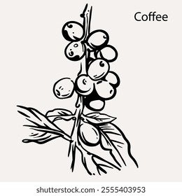 arabica coffee in ink drawing on paper for graphic design, packaging, label, poster, promotional art, art print, display, wallpaper on coffee shop, restaurant, office. coffee sketch with black ink