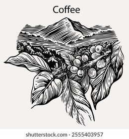 arabica coffee in ink drawing on paper for graphic design, packaging, label, poster, promotional art, art print, display, wallpaper on coffee shop, restaurant, office. coffee sketch with black ink