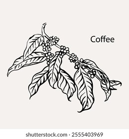 arabica coffee in ink drawing on paper for graphic design, packaging, label, poster, promotional art, art print, display, wallpaper on coffee shop, restaurant, office. coffee sketch with black ink