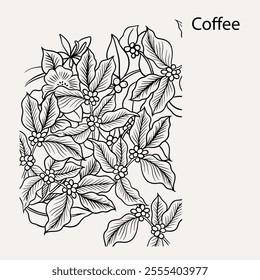 arabica coffee in ink drawing on paper for graphic design, packaging, label, poster, promotional art, art print, display, wallpaper on coffee shop, restaurant, office. coffee sketch with black ink