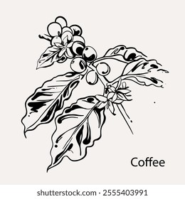 arabica coffee in ink drawing on paper for graphic design, packaging, label, poster, promotional art, art print, display, wallpaper on coffee shop, restaurant, office. coffee sketch with black ink