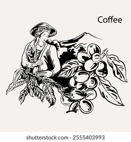 arabica coffee in ink drawing on paper for graphic design, packaging, label, poster, promotional art, art print, display, wallpaper on coffee shop, restaurant, office. coffee sketch with black ink