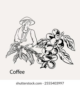 arabica coffee in ink drawing on paper for graphic design, packaging, label, poster, promotional art, art print, display, wallpaper on coffee shop, restaurant, office. coffee sketch with black ink