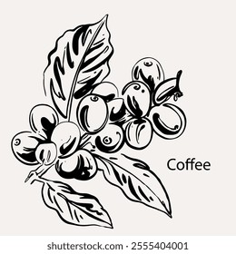 arabica coffee in ink drawing on paper for graphic design, packaging, label, poster, promotional art, art print, display, wallpaper on coffee shop, restaurant, office. coffee sketch with black ink