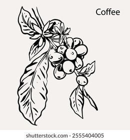 arabica coffee in ink drawing on paper for graphic design, packaging, label, poster, promotional art, art print, display, wallpaper on coffee shop, restaurant, office. coffee sketch with black ink