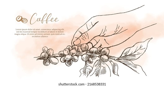 Arabica coffee picker on illustration with ink and watercolor brown background. Drawing engraving techniques with ink on a brown watercolor background for covers, graphic backgrounds, shops, coffee pa