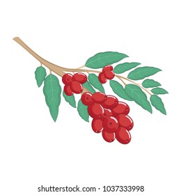 Arabica Coffee Tree and Plant with Bean Isolated Vector
