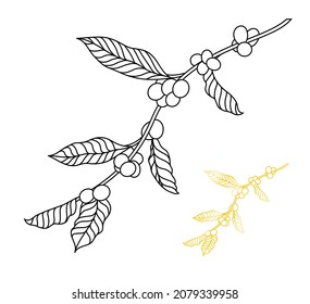 Arabica contour coffee branch. Vector illustration on white background. Simple, laconic illustration. It will be perfect as an addition to your design. EPS10.