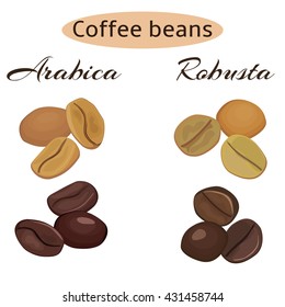 Arabica and robusta coffee beans. Green and roasted. Vector illustration.