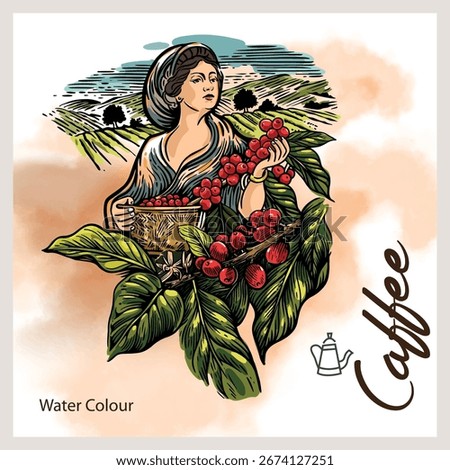 Arabica and robusta coffee beans are picked by farmers in watercolor sketches for graphic design packaging labels for promotional and print or digital artwork with a vintage style. Coffee bean posters