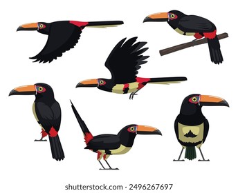 Aracari Collared Bird Exotic Various Poses Cartoon Vector Character