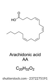 Ácido araquidónico, AA o ARA, fórmula química y estructura. Ácido graso poliinsaturado omega-6, presente en fosfolípidos de membranas de células corporales, y abundante en el cerebro, los músculos y el hígado.