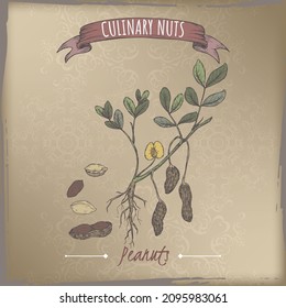 Arachis hypogaea aka peanut branch and nuts color sketch on vintage background. Culinary nuts series. Great for traditional medicine, perfume design, cooking or gardening.