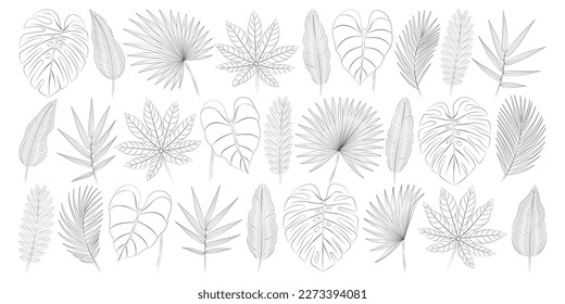 Aralia, areca palm leaves, bamboo, banana leaves, calathea, monstera, palmetto fan, philodendron, tamarind tropical leaves set. Vector botanical illustration, contour graphic drawing.