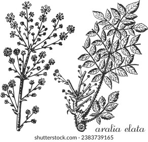 aralia elata, aralia mandshurica, aralia flower, leaf, blossoms,  branch monochrome, black and white hand drawing, aralia sketch