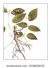 Aralia henryi Harms, pintura floral e botânica pintada à mão, pintura herbal pintada à mão, ervas naturais.