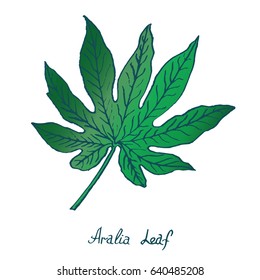 Aralia Leaf, hand drawn doodle, sketch in pop art style, vector color illustration