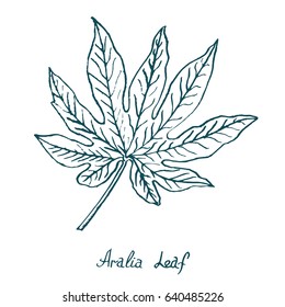 Aralia Leaf, hand drawn doodle, sketch in pop art style, vector illustration