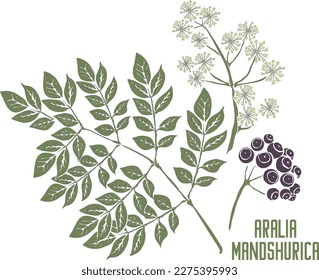 Aralia mandshurica tallos con hojas y silueta vectorial de frutas. Esquema herbario medicinal de Aralia Manchuria. Conjunto de silueta de planta de Aralia mandshurica en color para productos farmacéuticos y cosmetología.