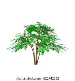Aralia tree. Isolated on white background. 3d Vector illustration.