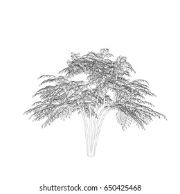 Aralia tree. Isolated on white background. Vector outline illustration.