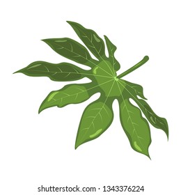 Aralia. Tropical leaves. Botanical element for cosmetics, spa, beauty care products vector