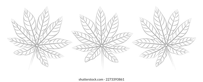 Hojas tropicales de Aralia. Ilustración botánica vectorial, dibujo gráfico contorno.