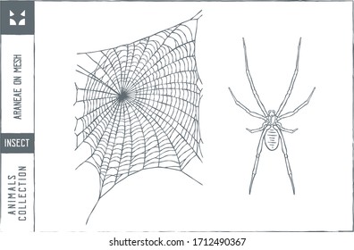 Araneae on mesh Vector illustration - Hand drawn - Out line