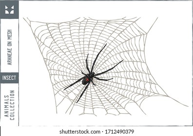 Araneae on mesh Vector illustration - Hand drawn