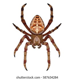 Araneus spider, isolated on white, vector illustration